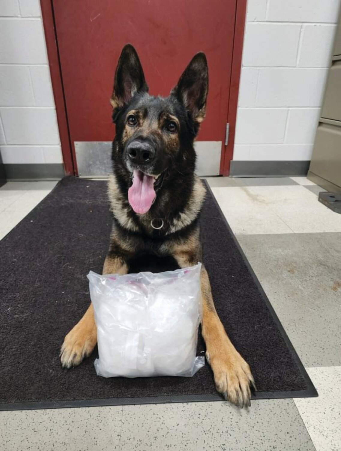 DRUG SEIZURE: Dogged law enforcement has taken two pounds of crystal methamphetamine off the city’s streets. “Warwick K9 Officer Steere and his partner had a busy month,” according to a recent Warwick Police Facebook post. A local shipping company “intercepted several suspicious packages,” according to police. “Officer Steere and K9 Garry were called to the business to help with the seizure of the suspected contraband. K9 Garry was able to positively detect the contraband and the two pounds of crystal meth will never see the streets.” The bust also led to the seizure of 23 pounds of illicit marijuana. (Photos courtesy WPD)